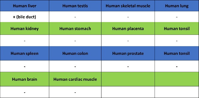MDR3 Recombinant Rabbit mAb (SDT-1949-60)