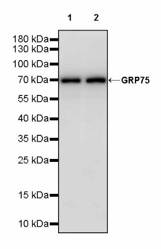 GRP75 Rabbit Polyclonal Antibody