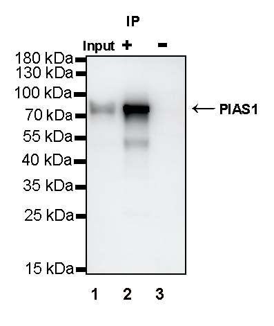 PIAS1 Recombinant Rabbit mAb (S-1430-7)