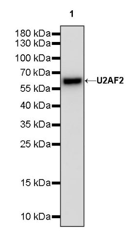 U2AF2 Recombinant Rabbit mAb (S-1324-66)
