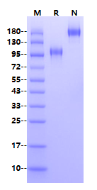 IL-27 Ra/WSX-1/TCCR Fc Chimera Protein, Human
