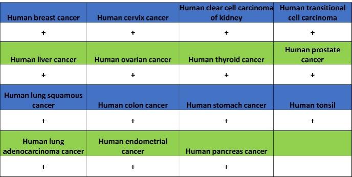 SMARCA2/BRM Recombinant Rabbit mAb (S-1568-17)