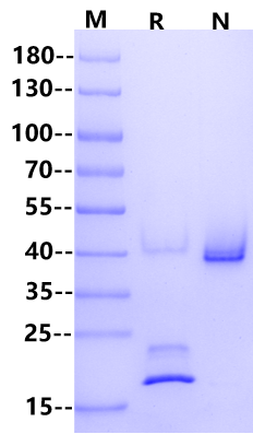 BAFF Trimer Protein, Human