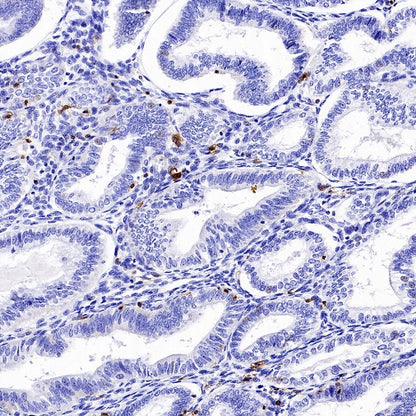 CD94 Recombinant Rabbit mAb (S-2616-5)