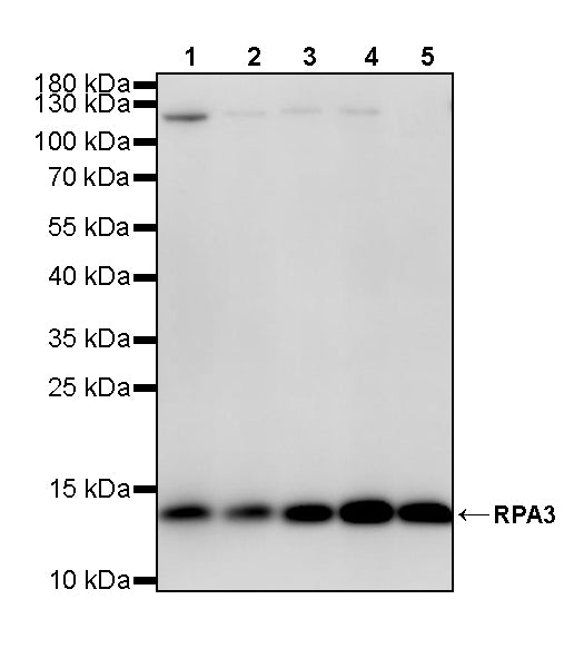 RPA3 Recombinant Rabbit mAb (S-4552-20)
