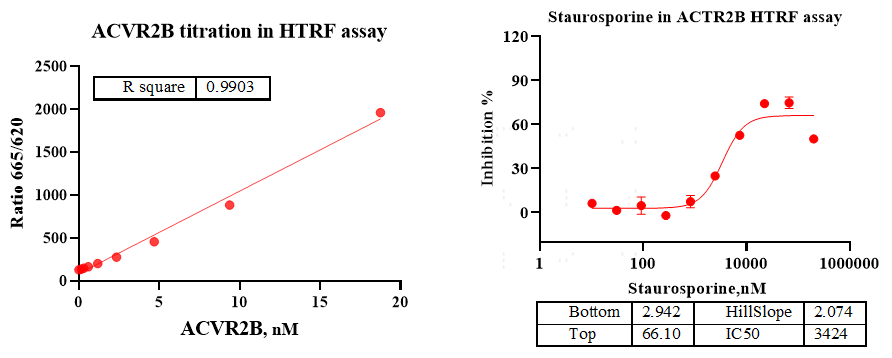 ACVR2B GST Tag Protein, Human