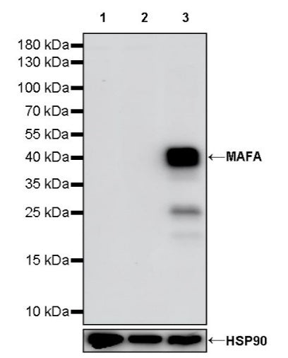 MAFA Recombinant Rabbit mAb (SDT-2040-6)