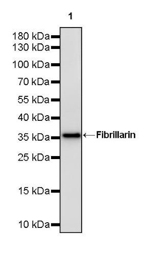 Fibrillarin Recombinant Rabbit mAb (S-1718-171)
