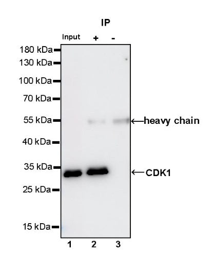 CDK1 Recombinant Rabbit mAb (S-1374-66)