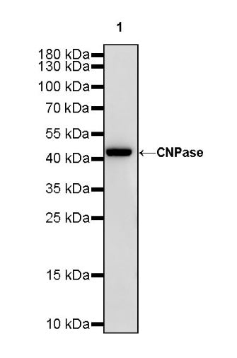 CNPase Rabbit polyclonal antibody