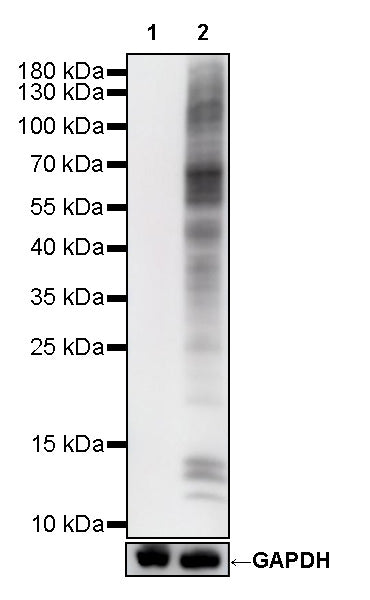 β-Hydroxybutyryl Lysine Rabbit Polyclonal Antibody