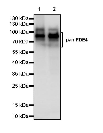 pan PDE4 Recombinant Rabbit mAb (S-5034)