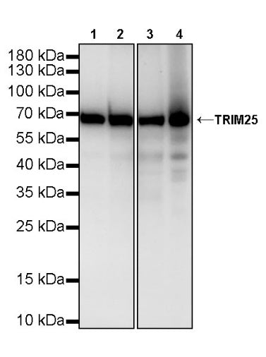 TRIM25 Recombinant Rabbit mAb (S-4069-59)