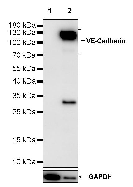 VE-Cadherin Recombinant Rabbit mAb (S-3312-5)