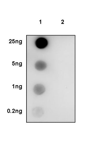 Phospho-SRC (Tyr419) Recombinant Rabbit mAb (S-1182-5)