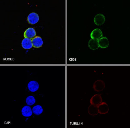 CD58 Recombinant Rabbit mAb (S-R295)