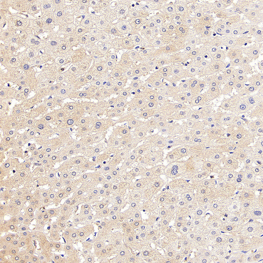 GPR153 Recombinant Rabbit mAb (S-4871-4)