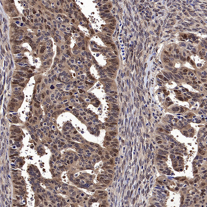 DCAF8 Recombinant Rabbit mAb (S-3483-11)