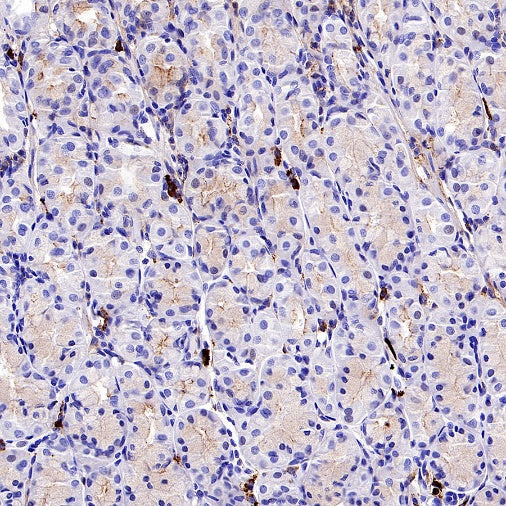 Human IgA1 Recombinant Rabbit mAb (S-2513-50)