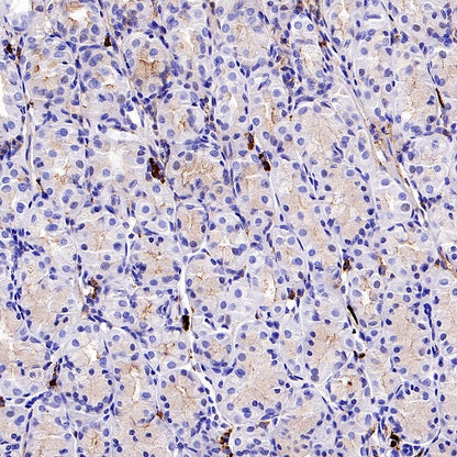 Human IgA1 Recombinant Rabbit mAb (S-2513-50)