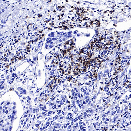 CD37 Recombinant Rabbit mAb (S-1662-61)