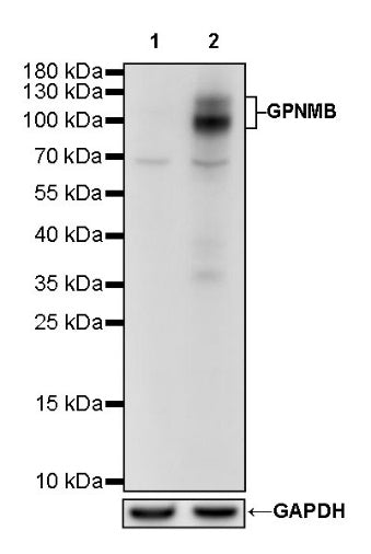GPNMB Recombinant Rabbit mAb (S-R241)