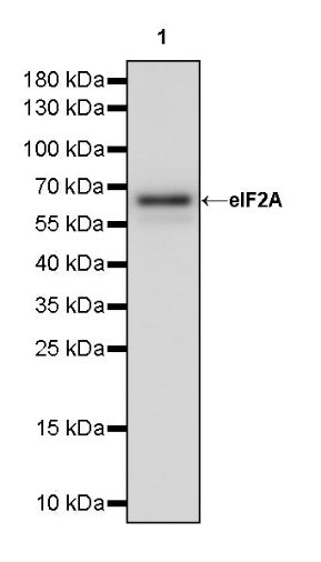 eIF2A Recombinant Rabbit mAb