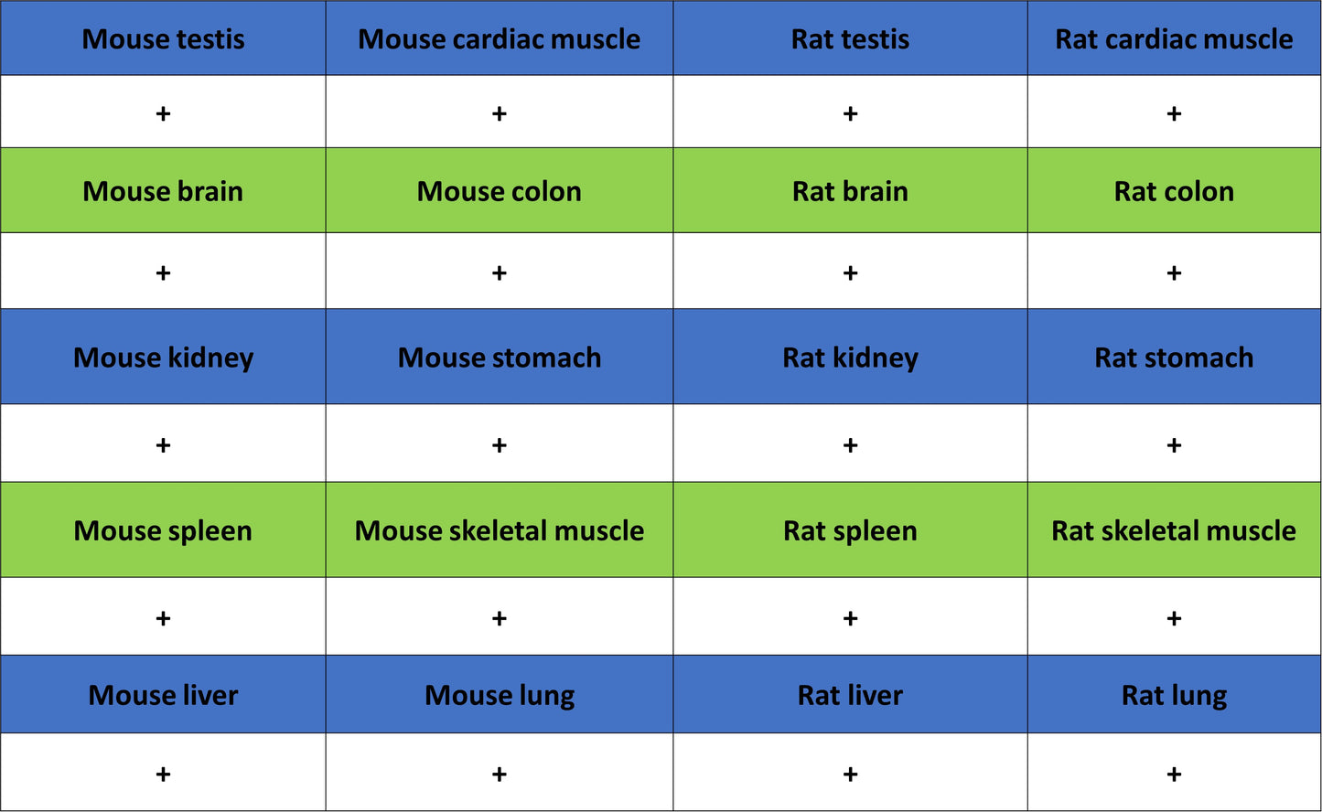 Lamin A/C Recombinant Rabbit mAb (S-5671)
