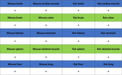 Lamin A/C Recombinant Rabbit mAb (S-5671)