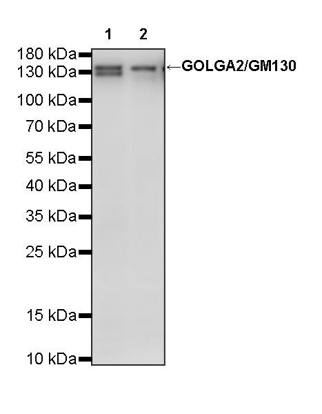 GOLGA2/GM130 Mouse mAb