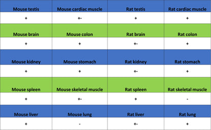 SMARCA3 Recombinant Rabbit mAb (S-3575-154)