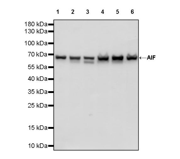 AIF Recombinant Rabbit mAb (S-948-54)