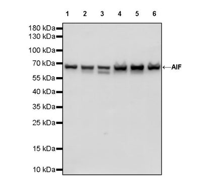 AIF Recombinant Rabbit mAb (S-948-54)