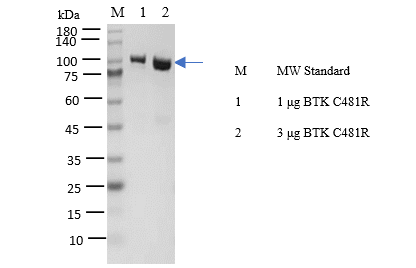 BTK[C481R] Protein
