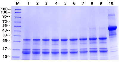 Recombinant Enterokinase, His tag (High specific activity)