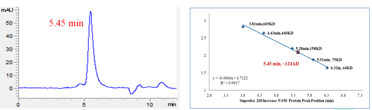 PKNg Protein, Human