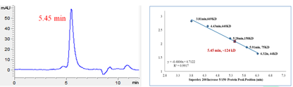 PKNg Protein, Human