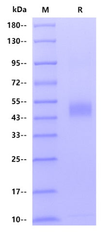 Human CD1D Protein, His tag
