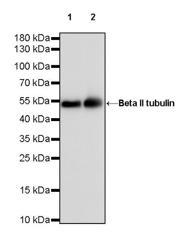 Beta II tubulin Recombinant Rabbit mAb (S-1055-2)