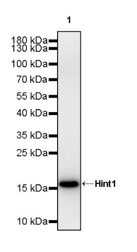 Hint1 Recombinant Rabbit mAb (S-2693-67)