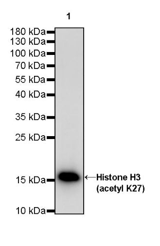 Histone H3 (acetyl K27) Recombinant Rabbit mAb (S-699-50)