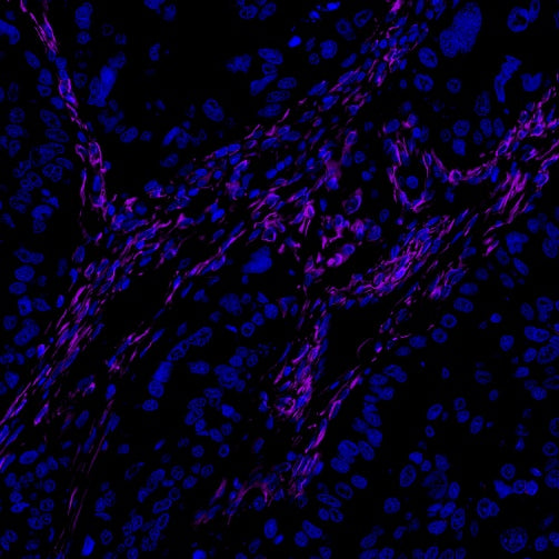 Vimentin Recombinant Rabbit mAb (Alexa Fluor® 700 Conjugate) (S-029-20)