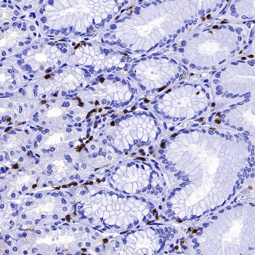 CD3 epsilon Mouse mAb (SDT-570-36)