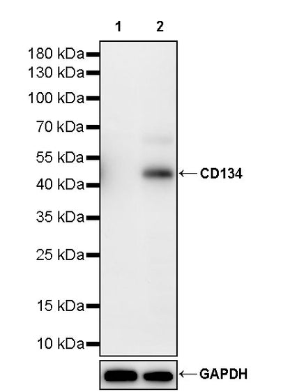 CD134 Recombinant Rabbit mAb (S-4797)