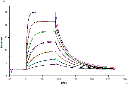 CD200 His Tag Protein, Human