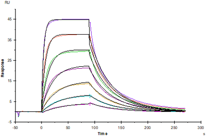 CD200 His Tag Protein, Human
