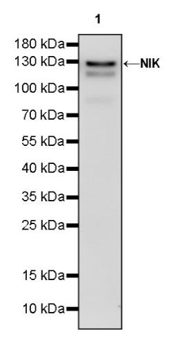 NIK Recombinant Rabbit mAb (S-1135-264)