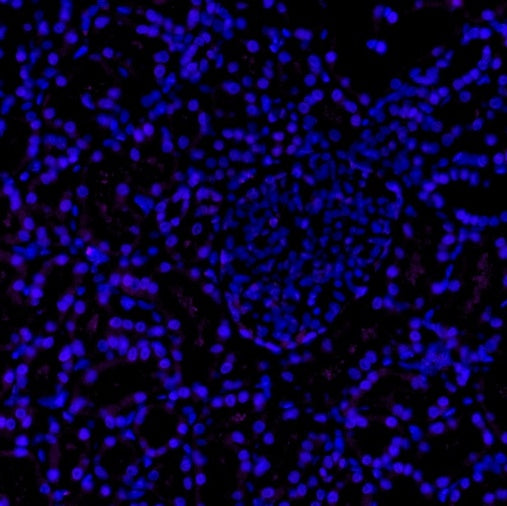 CD23 Recombinant Rabbit mAb (Alexa Fluor® 700 Conjugate) (SDT-028-67)