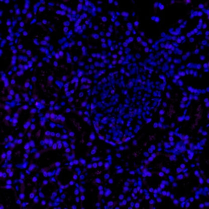 CD23 Recombinant Rabbit mAb (Alexa Fluor® 700 Conjugate) (SDT-028-67)