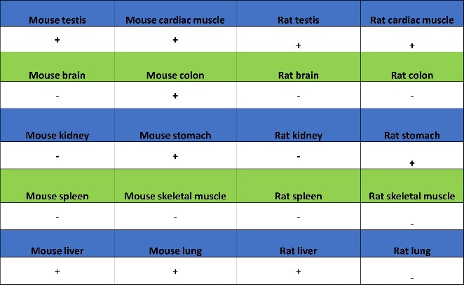 GATA4 Recombinant Rabbit mAb (S-1428-141)